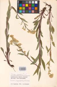 Золотарник обыкновенный, Золотая розга L., Восточная Европа, Северный район (E1) (Россия)