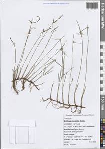 Киллинга коротколистная Rottb., Зарубежная Азия (ASIA) (Вьетнам)