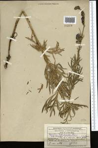 Aconitum soongoricum Stapf, Средняя Азия и Казахстан, Западный Тянь-Шань и Каратау (M3) (Киргизия)