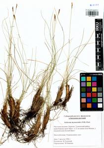 Carex myosuroides Vill., Сибирь, Прибайкалье и Забайкалье (S4) (Россия)