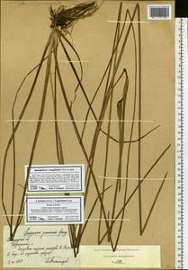 Ежеголовник злаковидный, Ежеголовник злаковый Georgi, Восточная Европа, Центральный район (E4) (Россия)