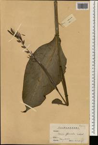 Canna flaccida Salisb., Зарубежная Азия (ASIA) (КНР)
