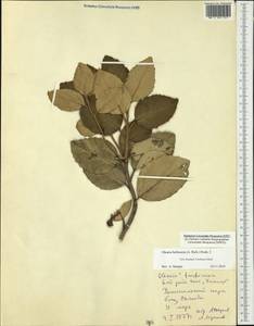 Olearia furfuracea (A. Rich.) Hook. fil., Австралия и Океания (AUSTR) (Новая Зеландия)
