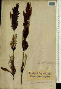 Elegia capensis (Burm.f.) Schelpe, Африка (AFR) (ЮАР)