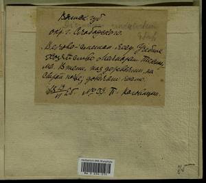 Dicranum polysetum Sw., Гербарий мохообразных, Мхи - Пермский край, Удмуртия, Свердловская и Кировская области (B8) (Россия)