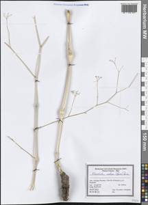 Elaeosticta nodosa (Boiss.) Boiss., Зарубежная Азия (ASIA) (Иран)