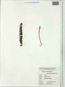Tmesipteris vieillardii Dangeard, Австралия и Океания (AUSTR) (Новая Каледония)