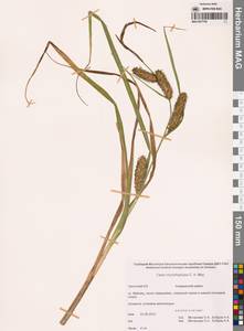 Carex utriculata Boott, Сибирь, Чукотка и Камчатка (S7) (Россия)