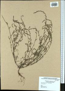 Спорыш незамечаемый, Спорыш незамеченный Besser, Восточная Европа, Центральный район (E4) (Россия)