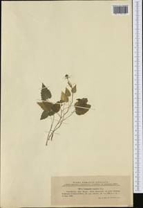 Campanula carpatica Jacq., Западная Европа (EUR) (Румыния)