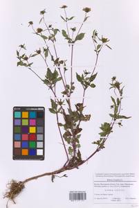 Череда олиственная, Череда многолистная L., Восточная Европа, Московская область и Москва (E4a) (Россия)