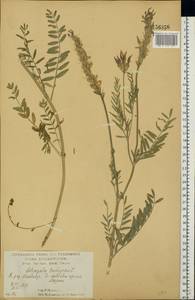 Астрагал эспарцетный L., Восточная Европа, Центральный лесостепной район (E6) (Россия)