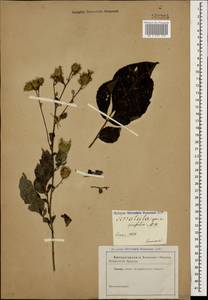 Клазея пятилистная (Willd.) Greuter & Wagenitz, Кавказ (без точных местонахождений) (K0)