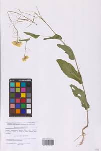 Brassica rapa subsp. sylvestris (L.) Janch., Восточная Европа, Московская область и Москва (E4a) (Россия)