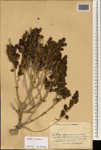 Oreosalsola montana (Litv.) Akhani, Зарубежная Азия (ASIA) (КНР)