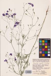 Delphinium consolida subsp. consolida, Восточная Европа, Нижневолжский район (E9) (Россия)