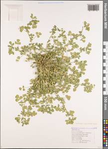 Medicago sativa subsp. glomerata (Balb.) Rouy, Кавказ, Черноморское побережье (от Новороссийска до Адлера) (K3) (Россия)