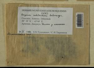 Ptychostomum schleicheri (DC.) J.R. Spence, Гербарий мохообразных, Мхи - Закавказье (B13) (Армения)