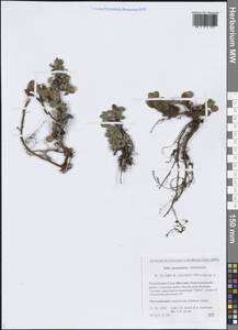 Ива монетовидная Andersson, Сибирь, Якутия (S5) (Россия)