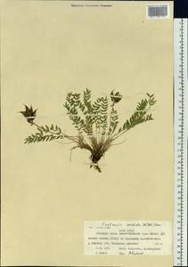 Остролодочник грязноватый (Willd.) Pers., Сибирь, Западная Сибирь (S1) (Россия)