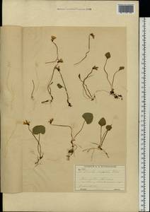Фиалка лысая Ledeb., Восточная Европа, Московская область и Москва (E4a) (Россия)