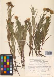 Pentanema ensifolium (L.) D. Gut. Larr., Santos-Vicente, Anderb., E. Rico & M. M. Mart. Ort., Восточная Европа, Западно-Украинский район (E13) (Украина)