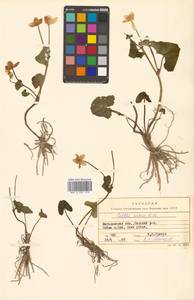 Caltha palustris var. minor (Mill.) DC., Сибирь, Чукотка и Камчатка (S7) (Россия)