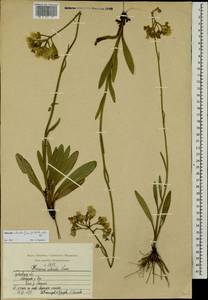 Pilosella echioides subsp. echioides, Восточная Европа, Волжско-Камский район (E7) (Россия)