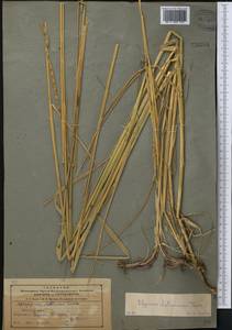 Campeiostachys dahurica (Turcz. ex Griseb.) B.R.Baum, J.L.Yang & C.Yen, Средняя Азия и Казахстан, Северный и Центральный Тянь-Шань (M4) (Казахстан)