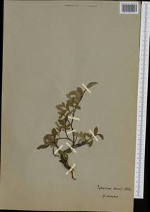 Ива арктическая Pall., Сибирь, Чукотка и Камчатка (S7) (Россия)