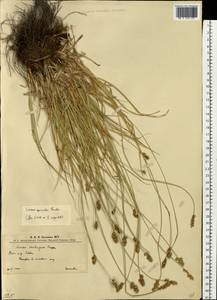 Осока колосистая, Восточная Европа, Западно-Украинский район (E13) (Украина)