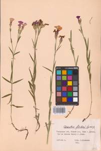 Гвоздика китайская L., Восточная Европа, Центральный район (E4) (Россия)