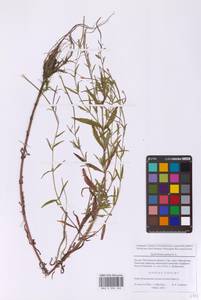 Кипрей болотный L., Восточная Европа, Московская область и Москва (E4a) (Россия)