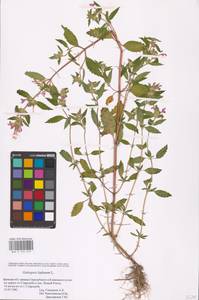 MHA 0 154 279, Пикульник ладанниковый L., Восточная Европа, Западный район (E3) (Россия)