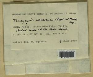 Trachycystis ussuriensis (Regel & Maack) T.J. Kop., Гербарий мохообразных, Мхи - Западная Сибирь (включая Алтай) (B15) (Россия)