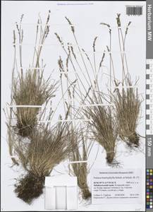 Овсяница коротколистная Schult. & Schult.f., Сибирь, Прибайкалье и Забайкалье (S4) (Россия)