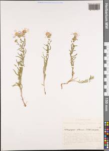 Aster altaicus Willd., Сибирь, Алтай и Саяны (S2) (Россия)