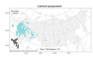 Lamium purpureum, Яснотка пурпурная, Яснотка пурпуровая L., Атлас флоры России (FLORUS) (Россия)