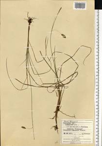 Осока топяная L., Восточная Европа, Западно-Украинский район (E13) (Украина)
