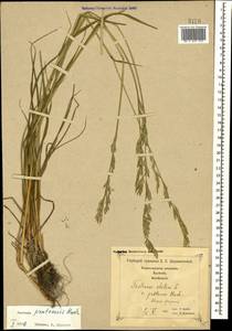 Lolium pratense (Huds.) Darbysh., Кавказ, Грузия (K4) (Грузия)