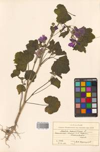 Malva sylvestris var. mauritiana (L.) Boiss., Сибирь, Дальний Восток (S6) (Россия)