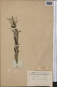 Tephrosia sessiliflora (Poir.)Hassl., Америка (AMER) (Гайана)