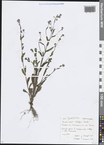 Незабудка полевая (L.) Hill, Восточная Европа, Московская область и Москва (E4a) (Россия)