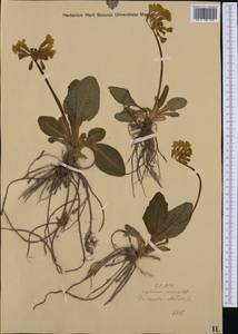 Первоцвет высокий (L.) L., Западная Европа (EUR) (Румыния)