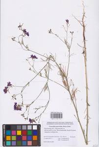 Delphinium consolida subsp. paniculatum (Host) N.Busch, Восточная Европа, Ростовская область (E12a) (Россия)