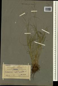 Осока расставленная, Осока раздвинутая L., Кавказ, Азербайджан (K6) (Азербайджан)