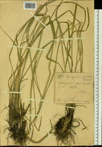 Пырейник изменчивый (Drobow) Tzvelev, Сибирь, Западный (Казахстанский) Алтай (S2a) (Казахстан)