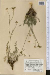 Libanotis fasciculata Korov., Средняя Азия и Казахстан, Западный Тянь-Шань и Каратау (M3) (Киргизия)