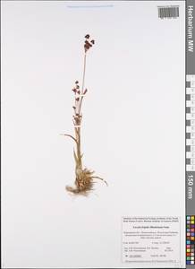 Luzula multiflora subsp. frigida (Buch.) V.I. Krecz., Восточная Европа, Северный район (E1) (Россия)