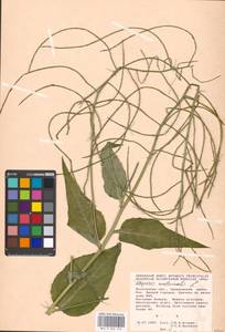 Вечерница обыкновенная L., Восточная Европа, Московская область и Москва (E4a) (Россия)